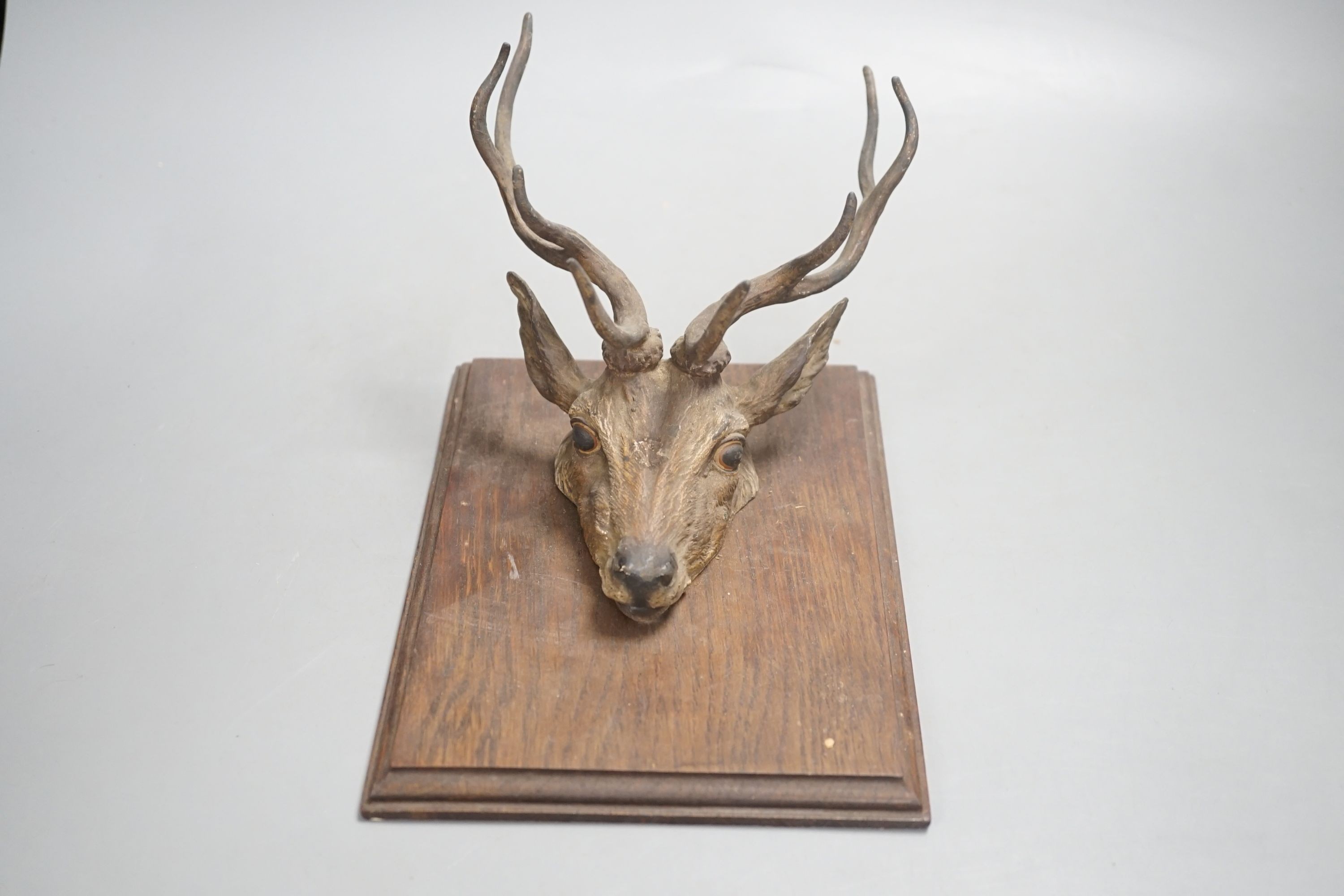 An early 20th century Viennese cold painted bronze stag's head paper clip, mounted on oak panel.